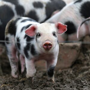 tilly-ferkel-gruppe