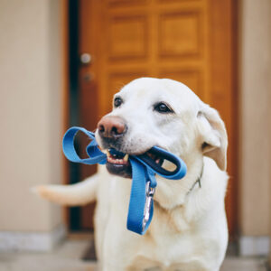 AdobeStock_276547944